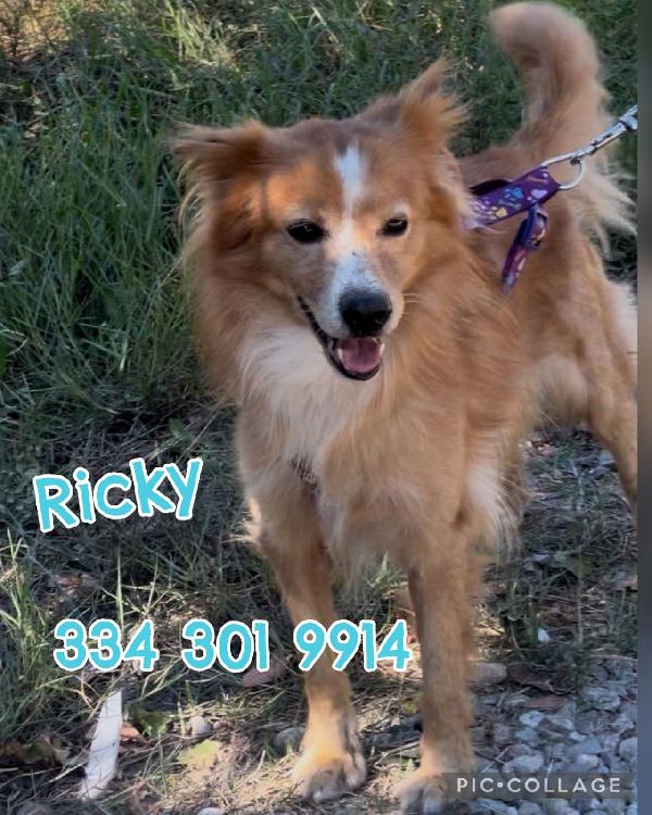 Simil volpino 🦊 RICKY cerca 🏡 Foto 6